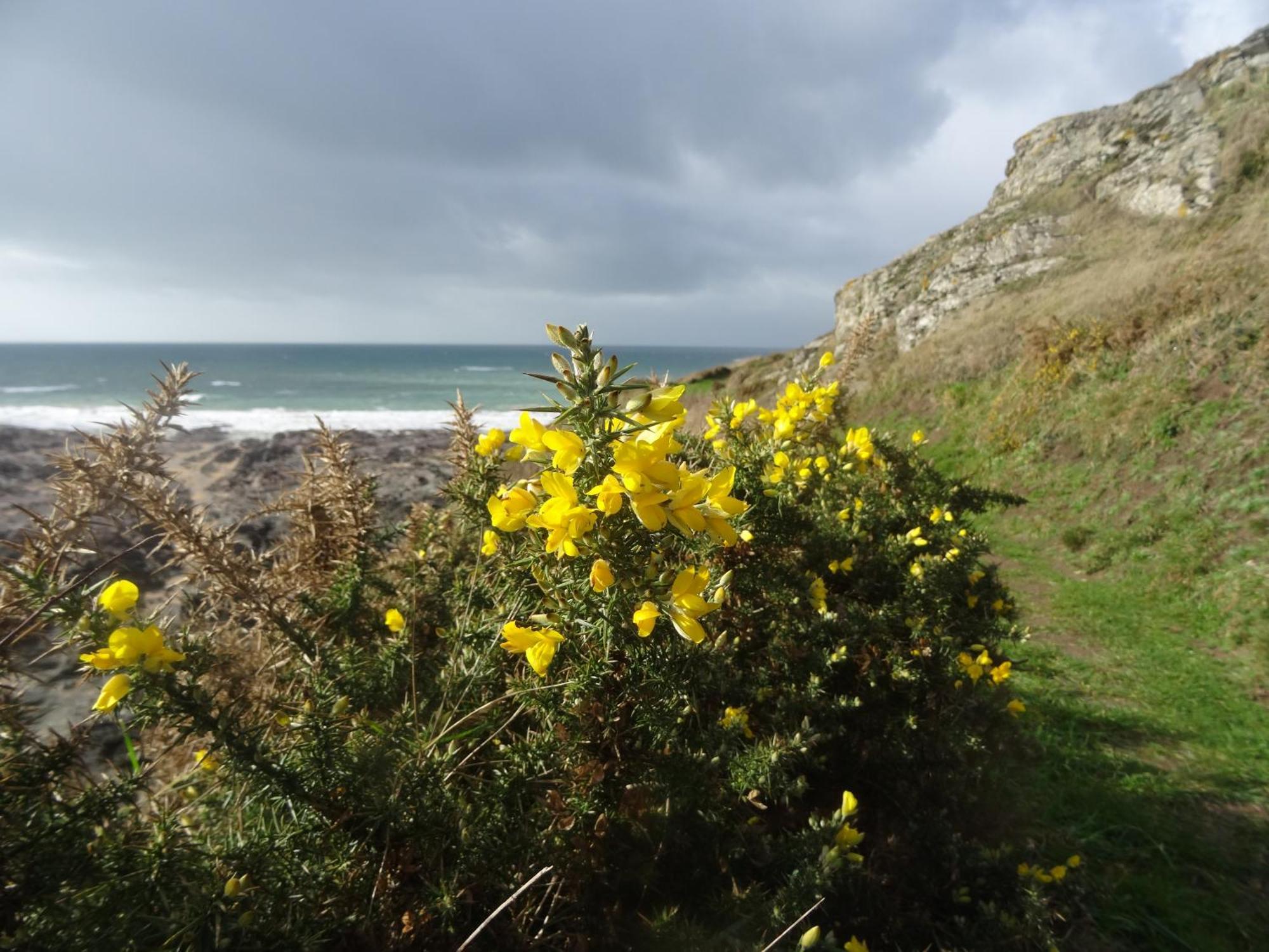 Gite "Rose Des Sables" - 800M De La Plage De Surtainville, Proche Commerces - Piscine En Juillet Et Aout Kültér fotó